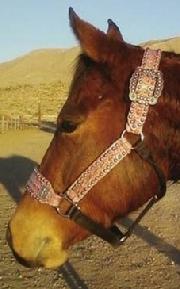 Belt Style Halter. Belt style halter in Fuschia Pink , Croc w/ Ant. Silver cross conchos and fancy spots.