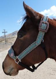 Belt style halter. Belt style halter in Ant. Turq, Croc w/ bronze square hardware and fancy spots.